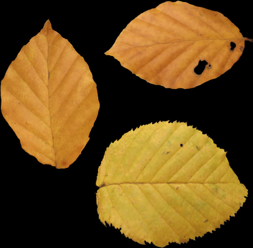 Autumn Leaves Collection.jpg PNG image