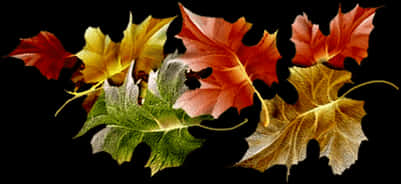 Autumn_ Leaves_ Collection.jpg PNG image