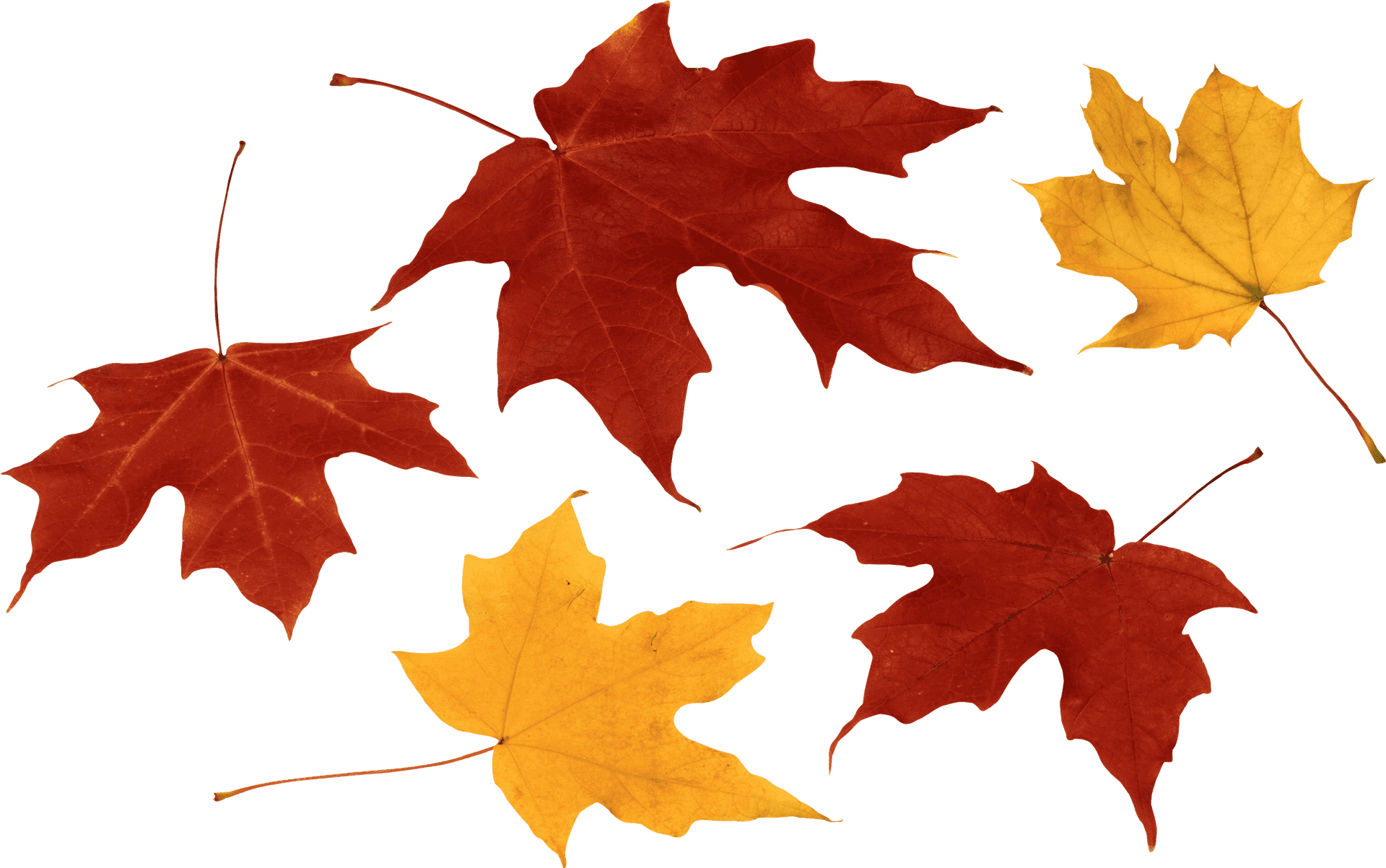 Autumn_ Leaves_ Collection.png PNG image