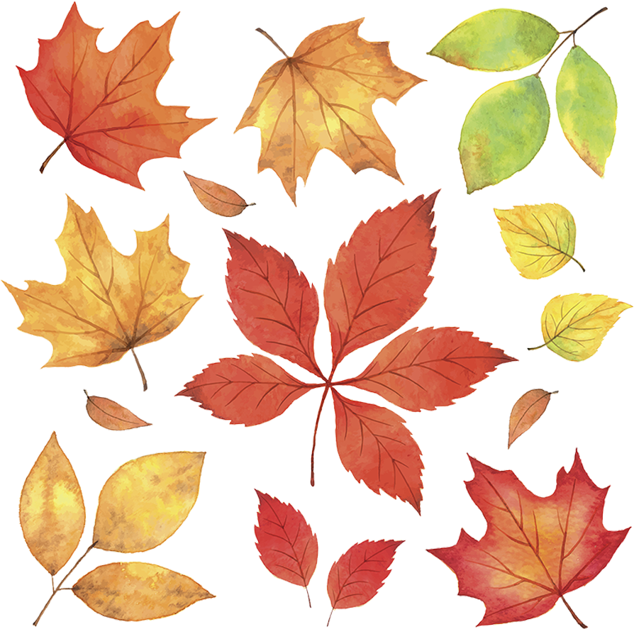 Autumn_ Leaves_ Collection.png PNG image