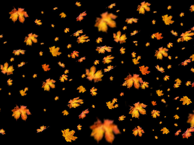 Autumn_ Leaves_ Falling_ Black_ Background.jpg PNG image
