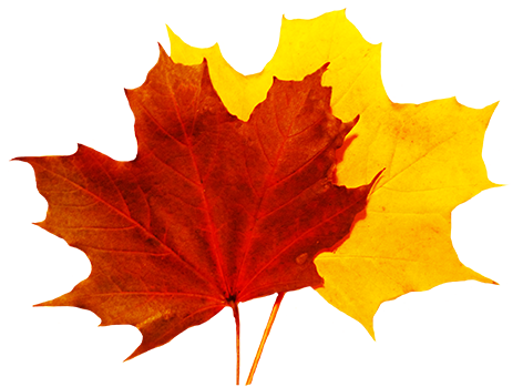 Autumn_ Leaves_ Falling PNG image