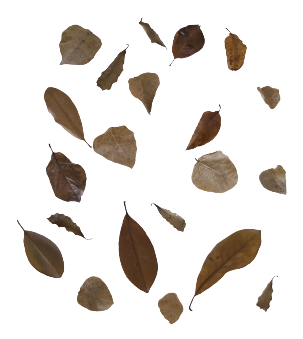 Autumn Leaves Falling Transparent Background PNG image