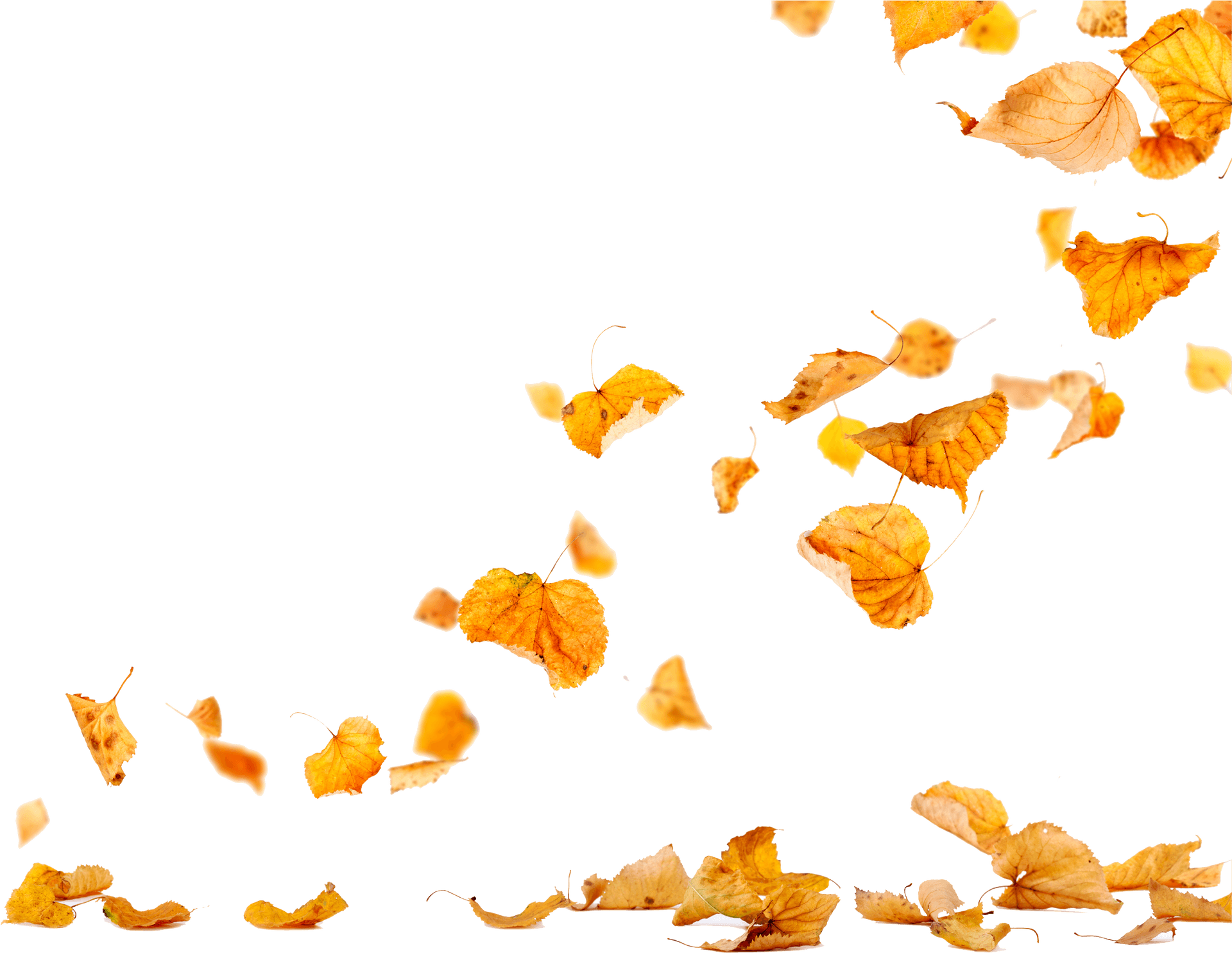 Autumn_ Leaves_ Falling_ Transparent_ Background.png PNG image