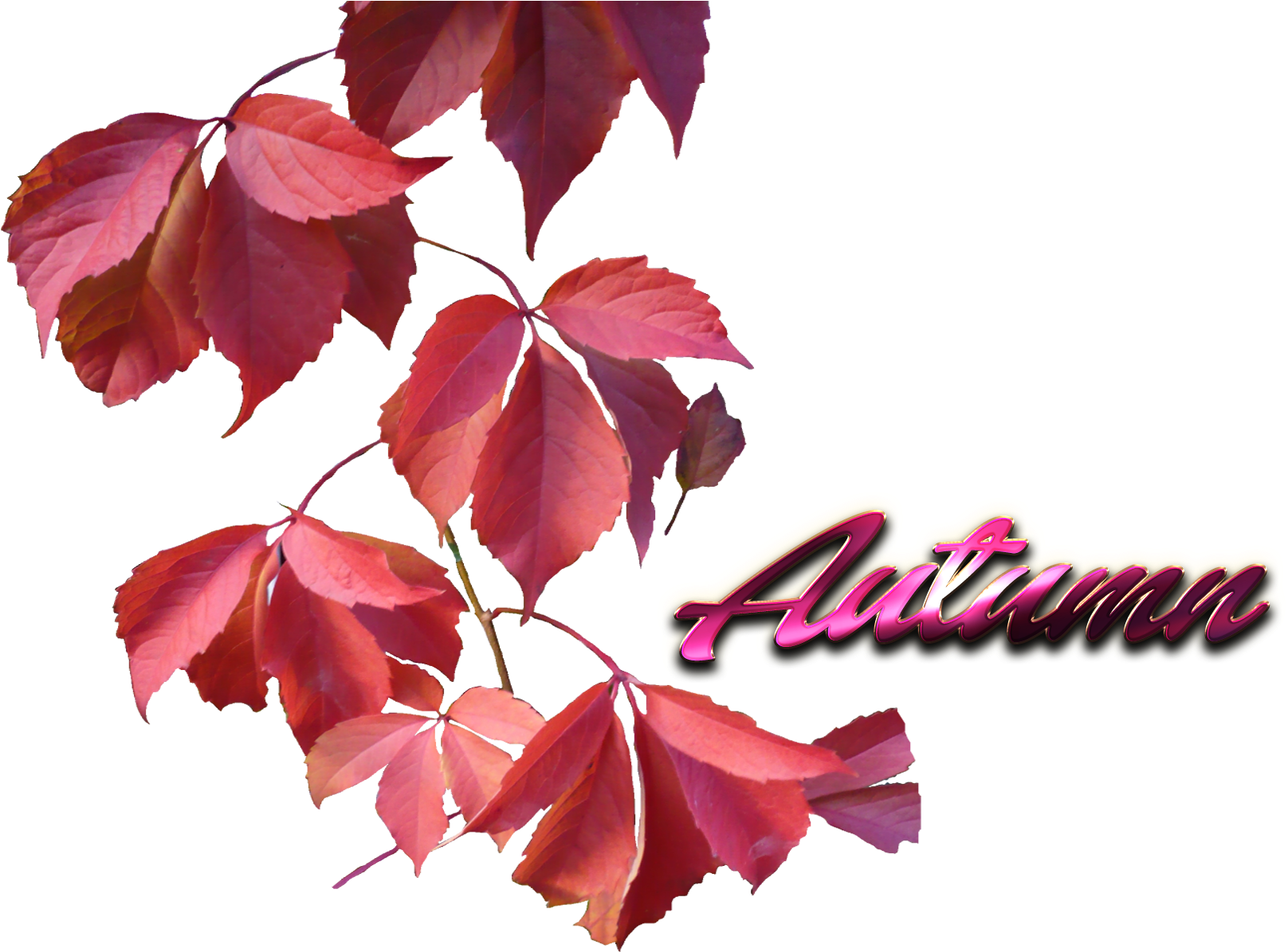 Autumn Leaves Graphic PNG image