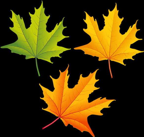 Autumn Leaves Transition PNG image