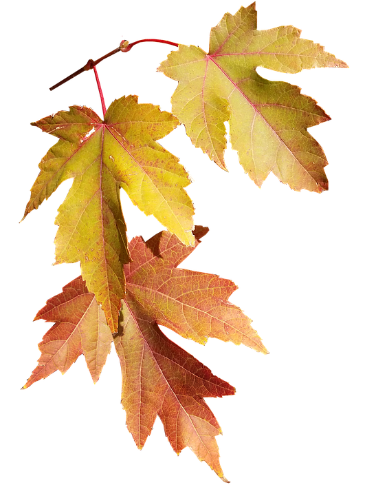 Autumn Leaves Transparent Background PNG image