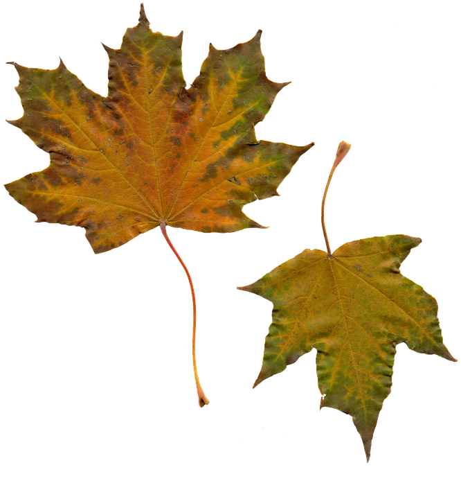 Autumn Leaves Transparent Background PNG image