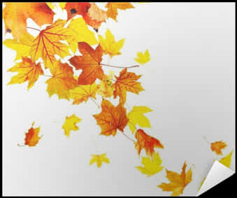 Autumn Leaves White Background PNG image