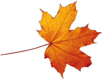 Autumn Maple Leaf Falling PNG image