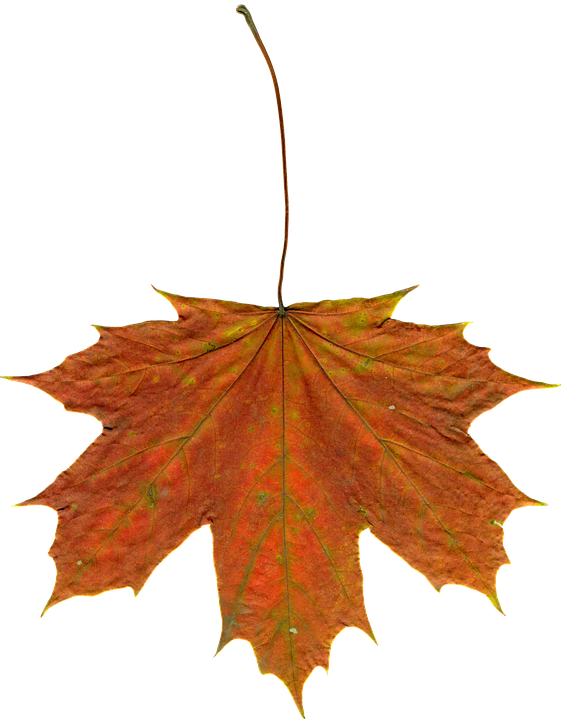 Autumn Maple Leaf Texture PNG image