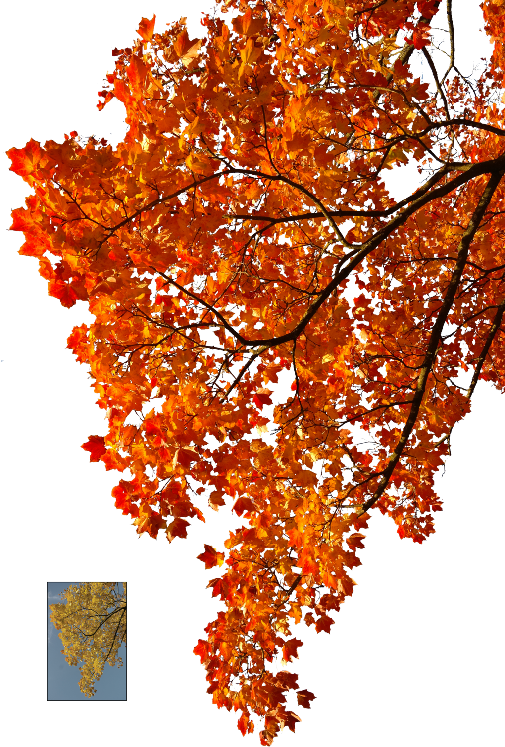 Autumn Maple Leaves Blue Sky PNG image