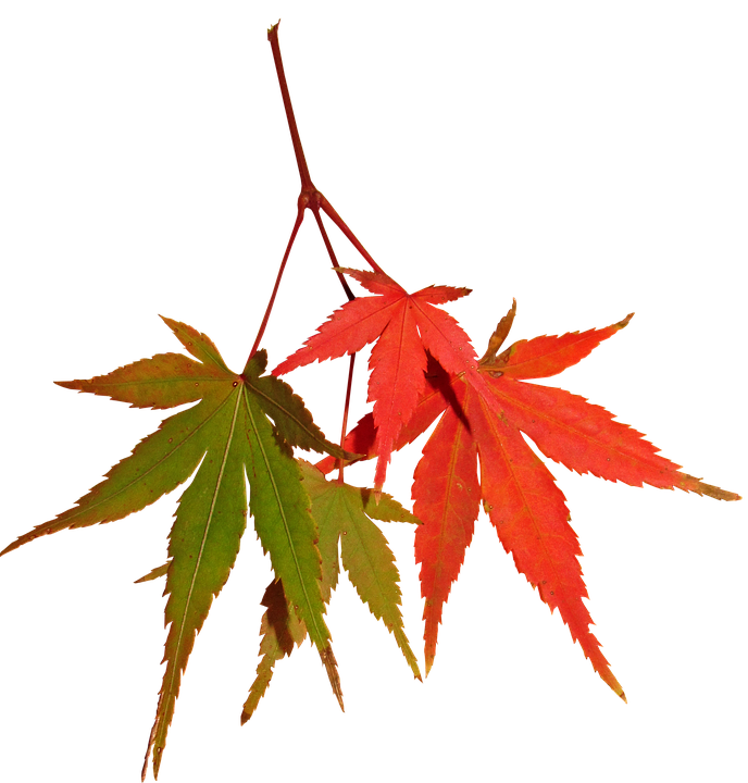 Autumn Maple Leaves Contrast PNG image