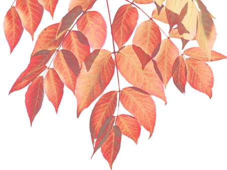 Autumn Red Leaves Black Background PNG image