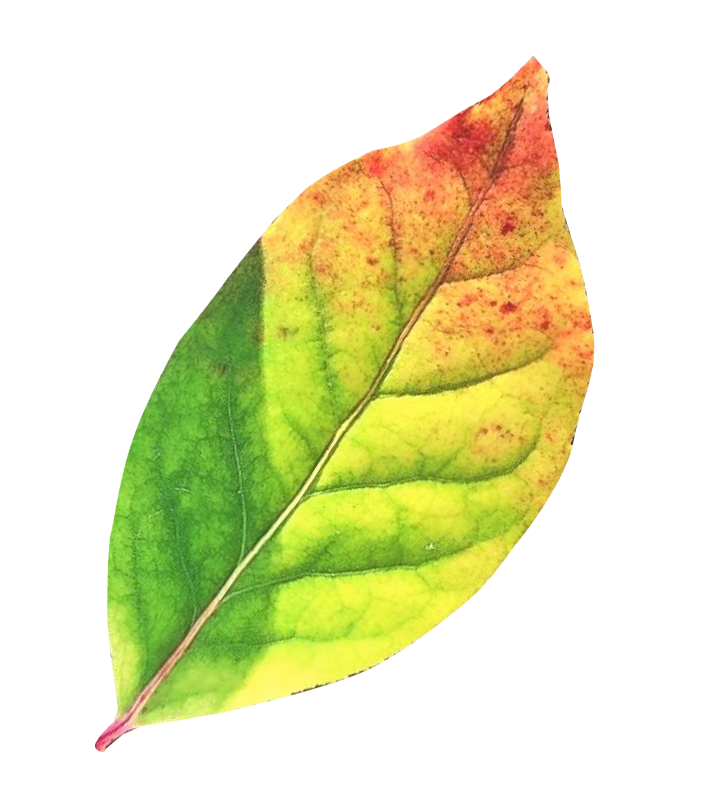 Autumn Transition Leaf.png PNG image