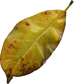 Autumn Yellow Leaf Texture PNG image
