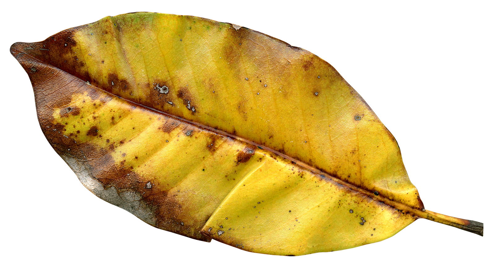 Autumnal Decay Leaf Texture PNG image