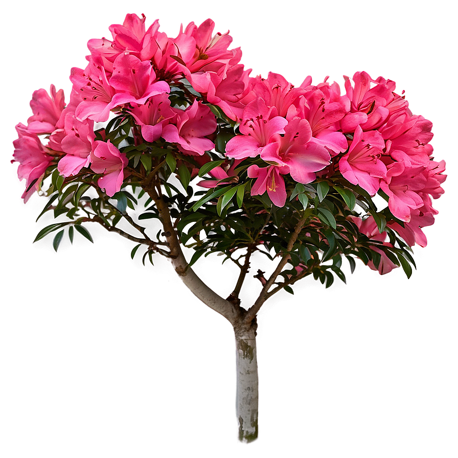 Azalea Flower Bush Png 4 PNG image