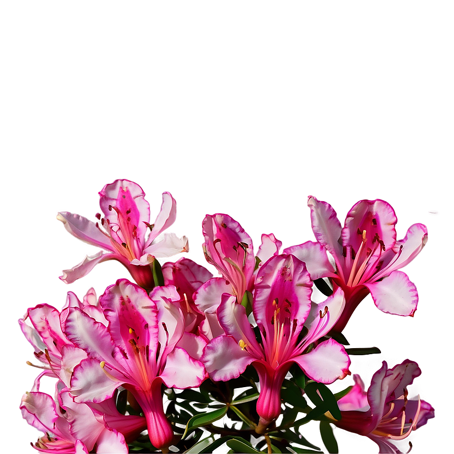 Azalea Flower Sketch Png 05252024 PNG image