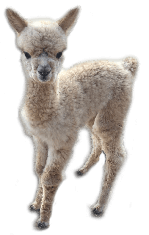 Baby Alpaca Standing Cutout.png PNG image