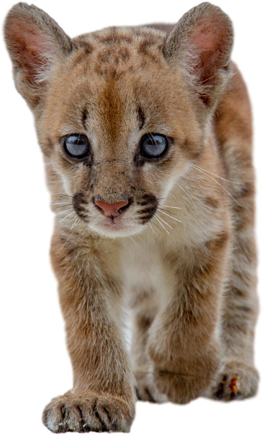 Baby Cougar Cub Closeup PNG image