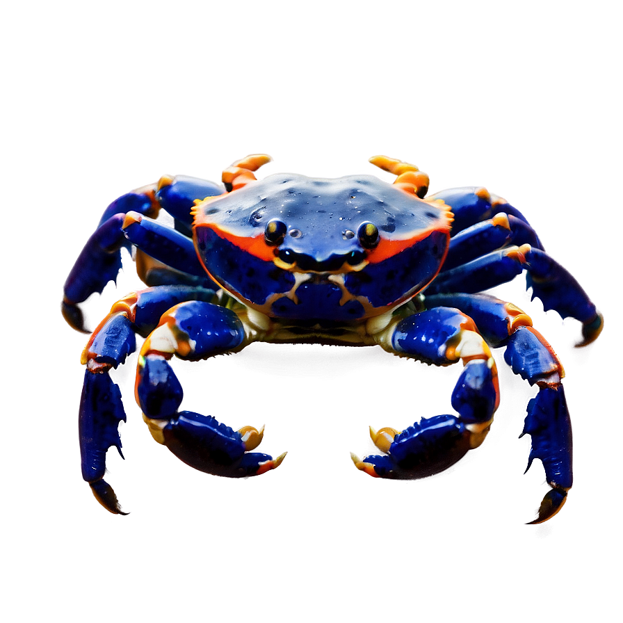 Baby Crab Png 05232024 PNG image