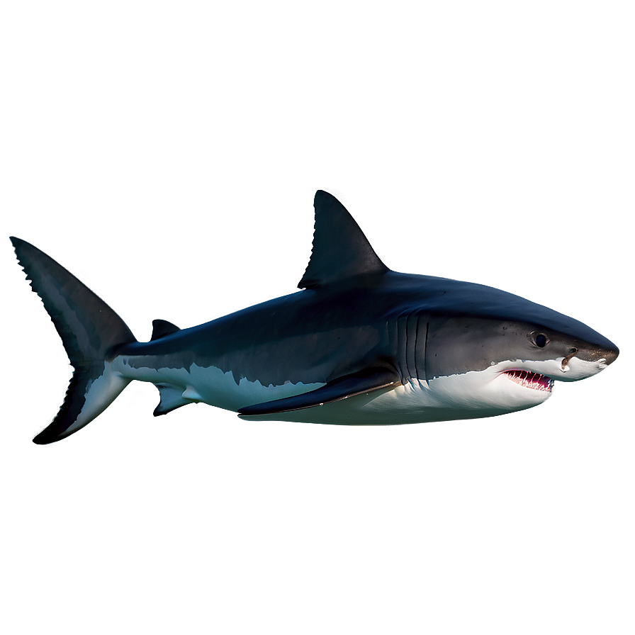 Baby Great White Shark Png 4 PNG image