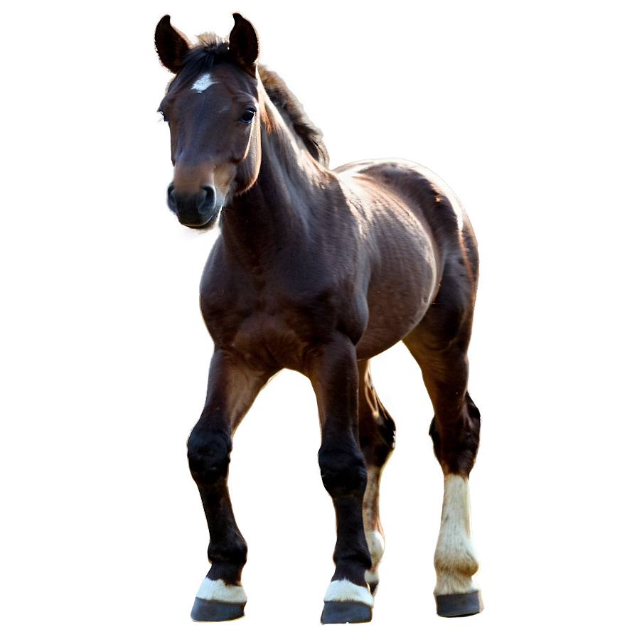 Baby Horse Png Vfu PNG image