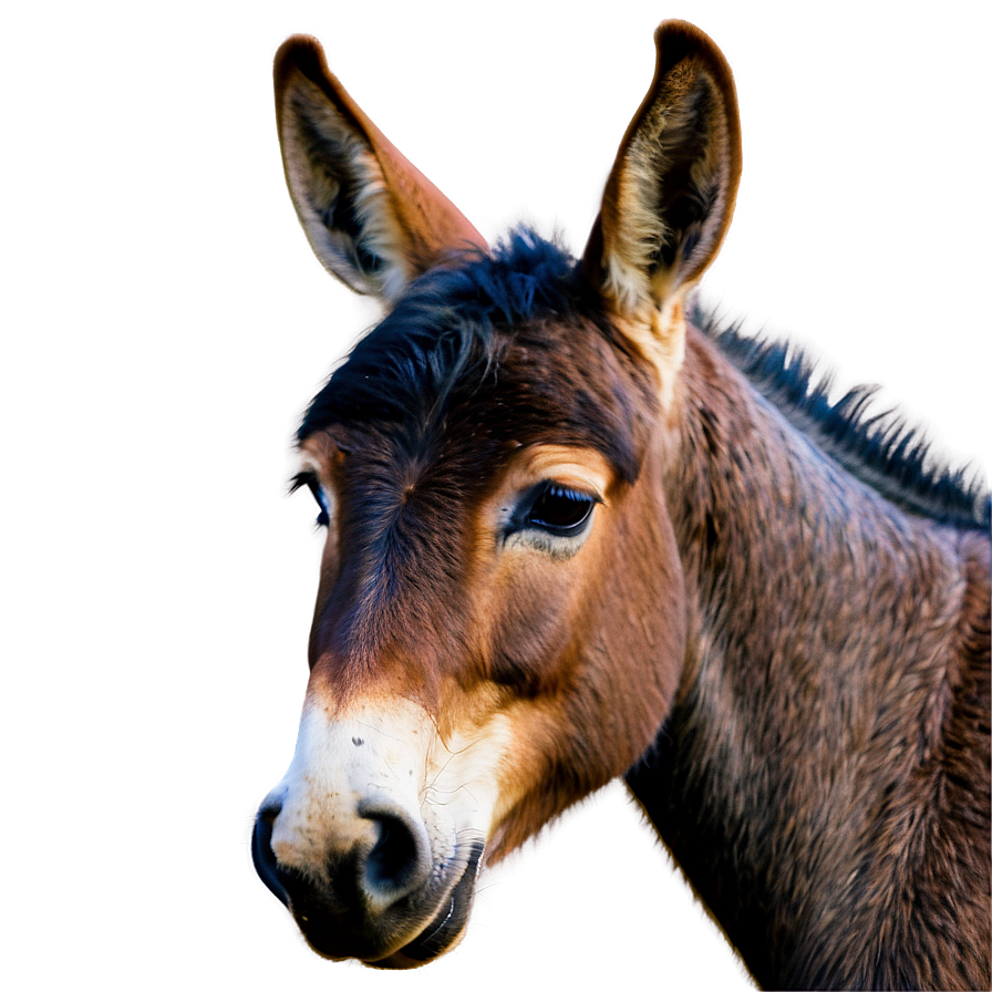 Baby Mule Picture Png 06292024 PNG image