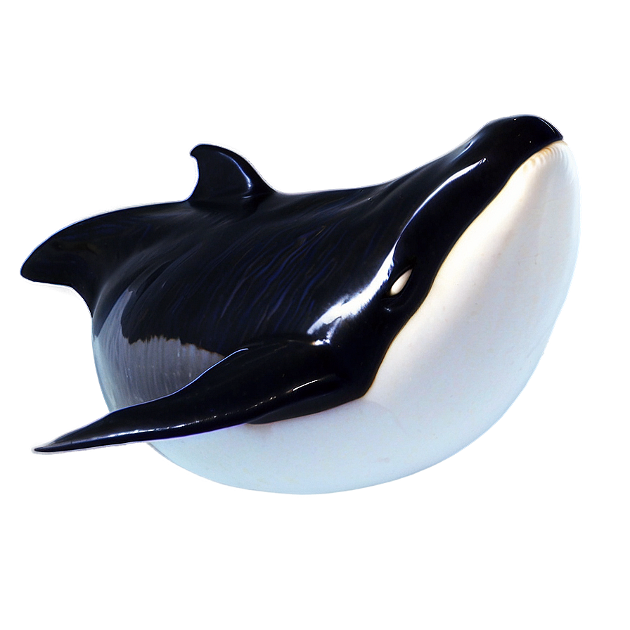 Baby Orca Png Ggj47 PNG image