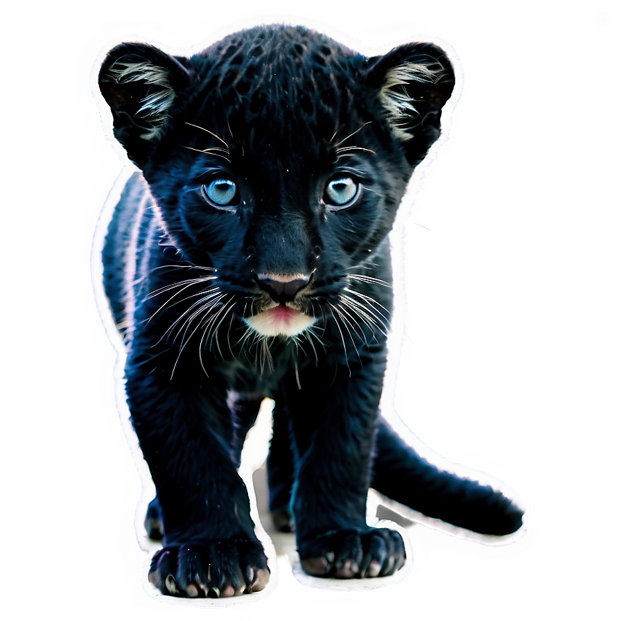 Baby Panthers Cub Png 06202024 PNG image