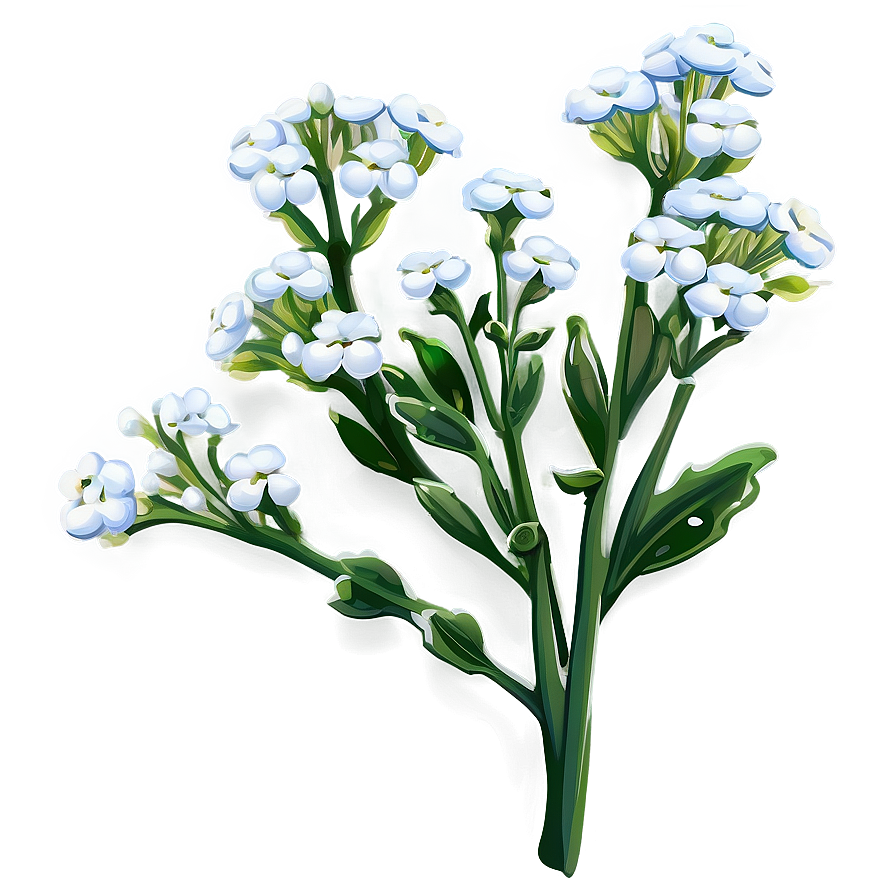 Baby's Breath In Morning Dew Png 06212024 PNG image