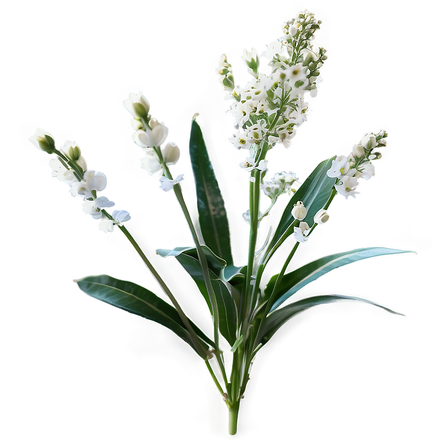 Baby's Breath In Wildflower Mix Png Ris PNG image