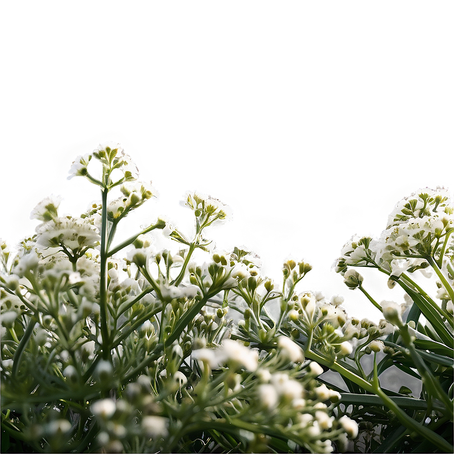 Baby's Breath Under Sunshine Png 39 PNG image