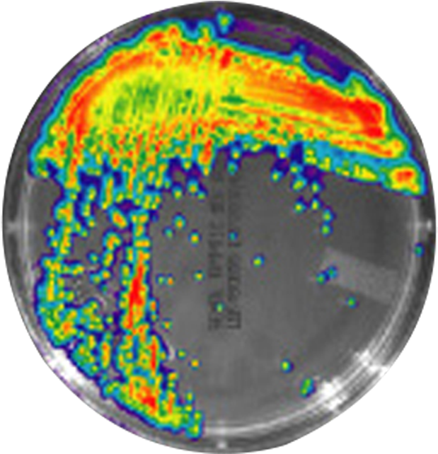 Bacterial Growth Patterns Petri Dish PNG image