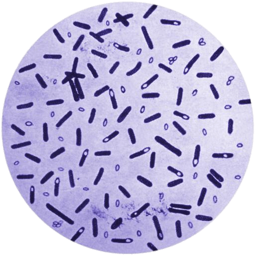 Bacterial Sample Microscopic View PNG image