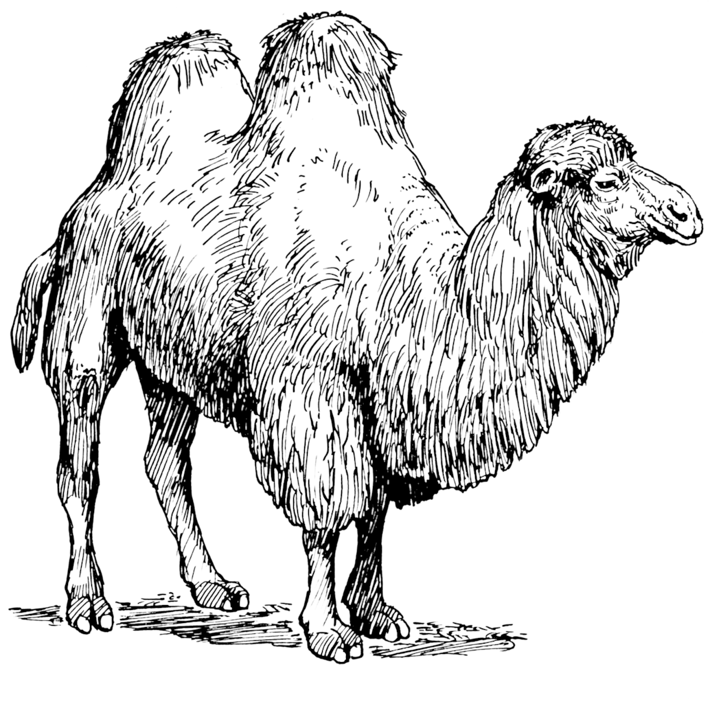 Bactrian Camel Illustration PNG image