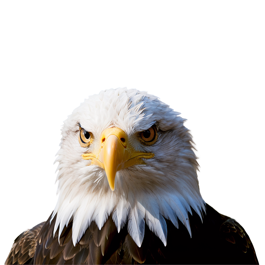 Bald Eagle American Symbol Png 05212024 PNG image