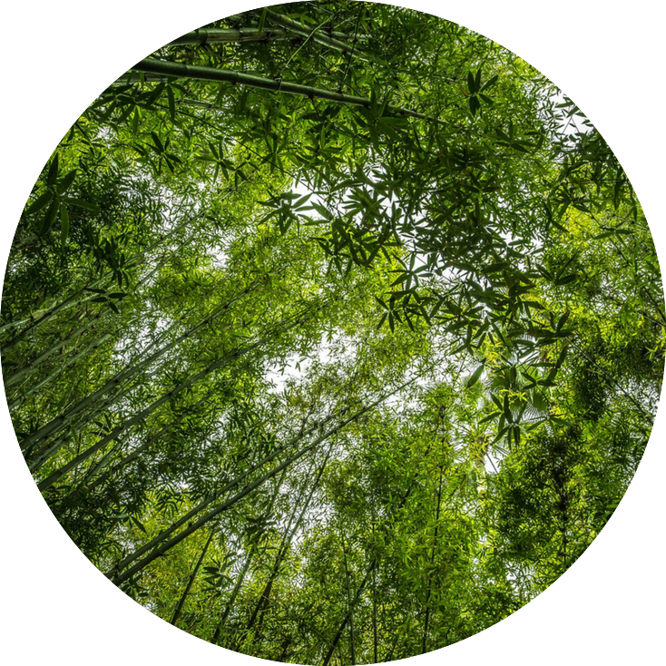 Bamboo Forest Canopy View.jpg PNG image