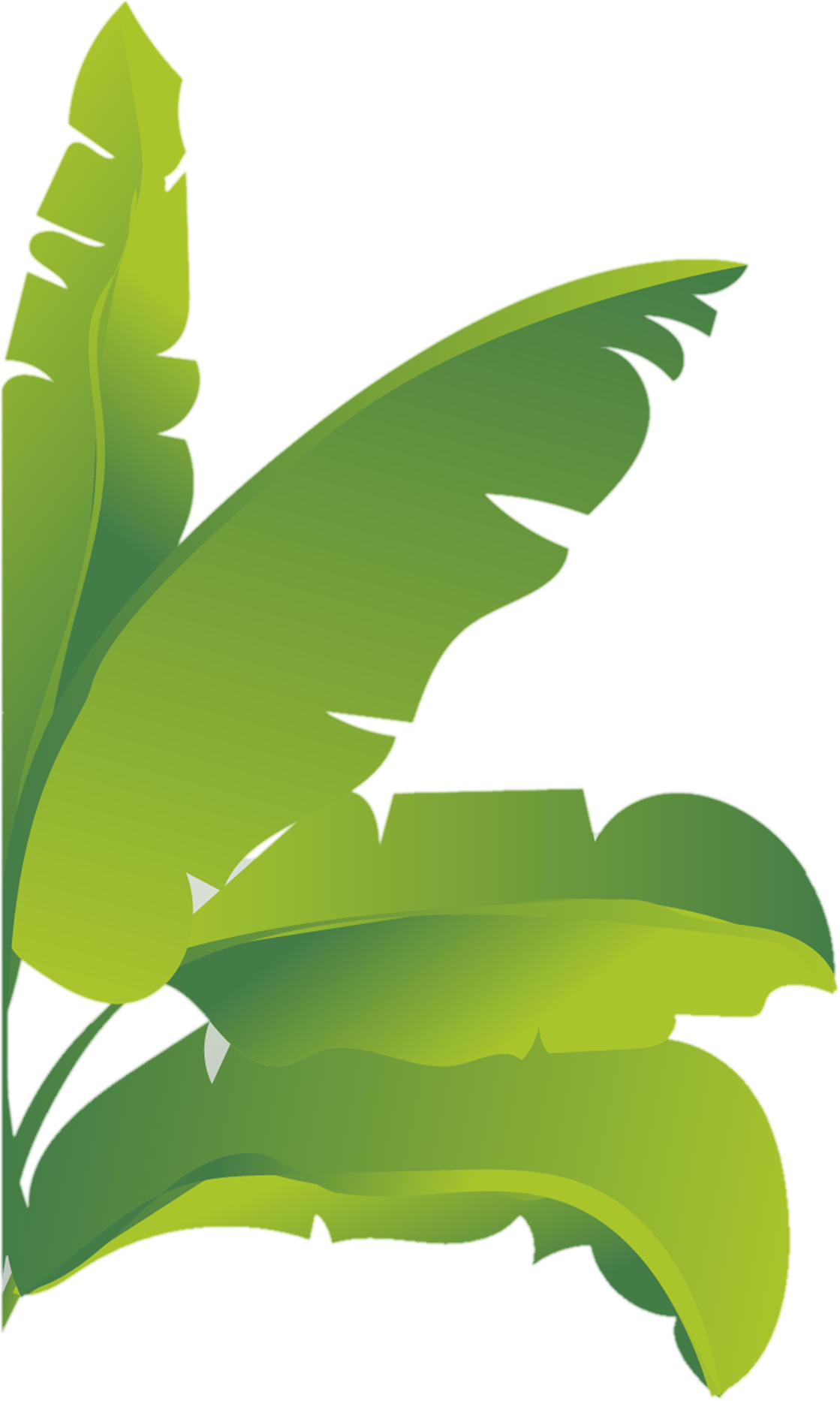 Banana Leaf Vector Illustration PNG image