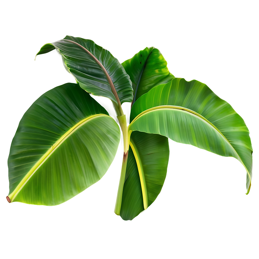 Banana Leaves Png 82 PNG image