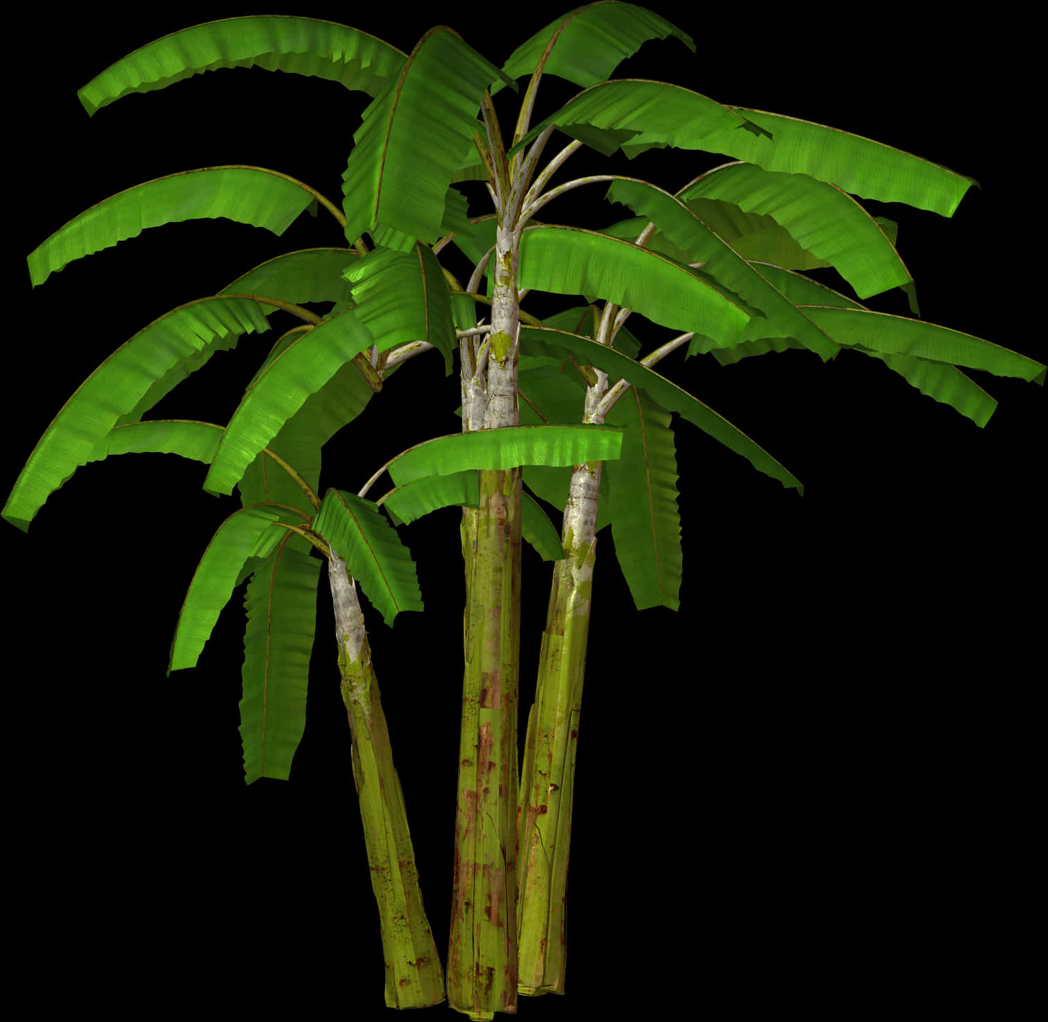 Banana Tree Isolatedon Black PNG image