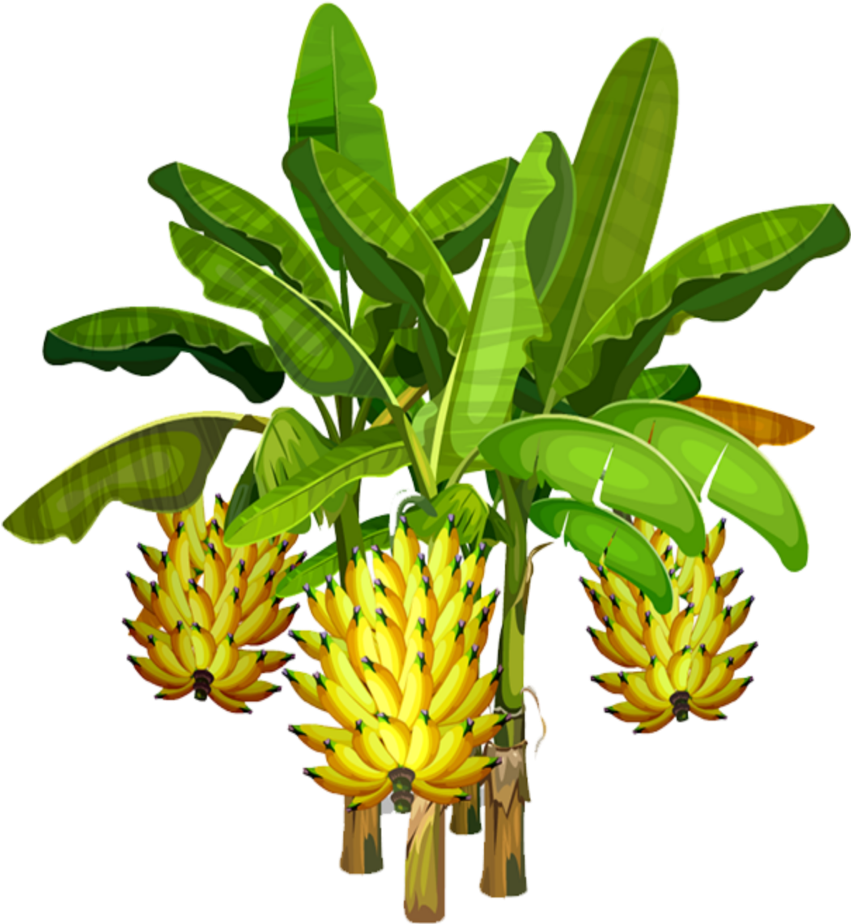 Banana Tree Png Images (100++)