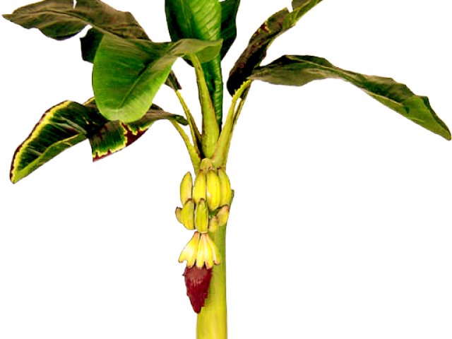 Banana Treewith Unripe Bunch PNG image