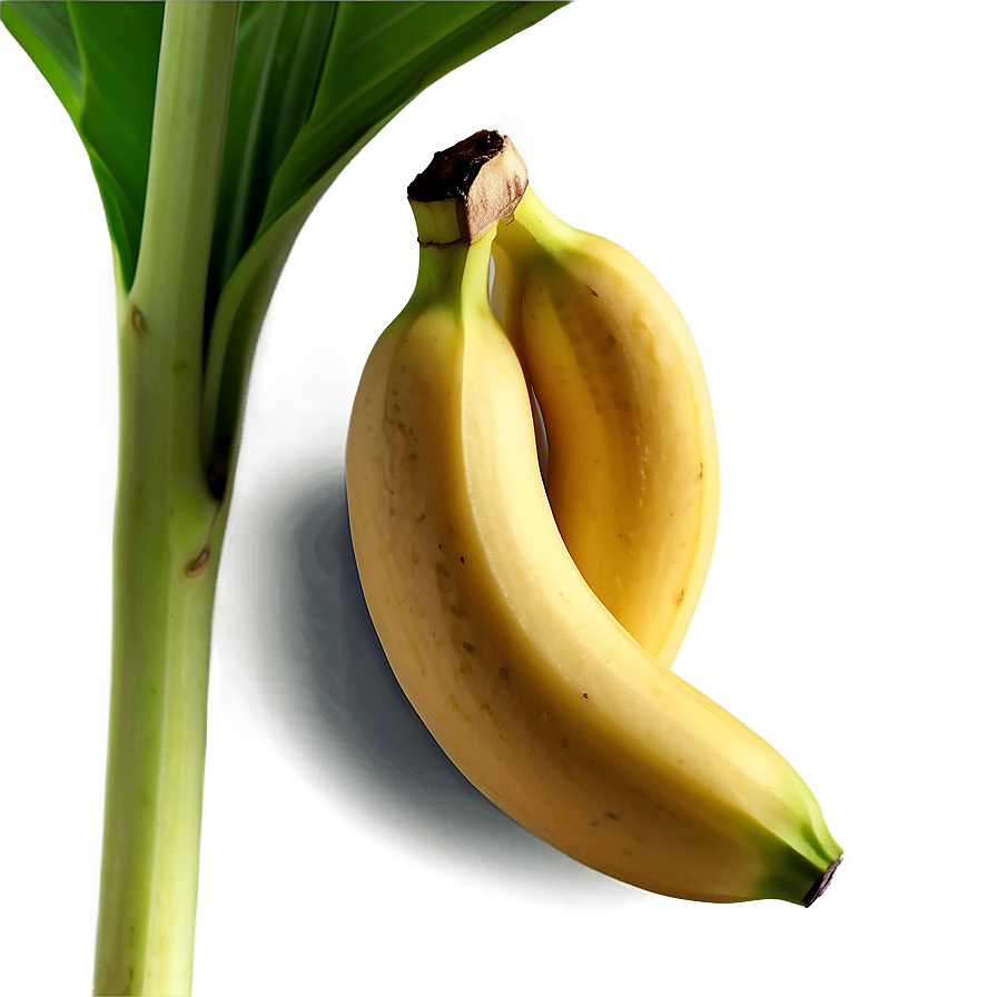 Banana With Leaf Png Dgx62 PNG image