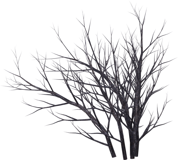 Bare Branches Against Twilight Sky PNG image