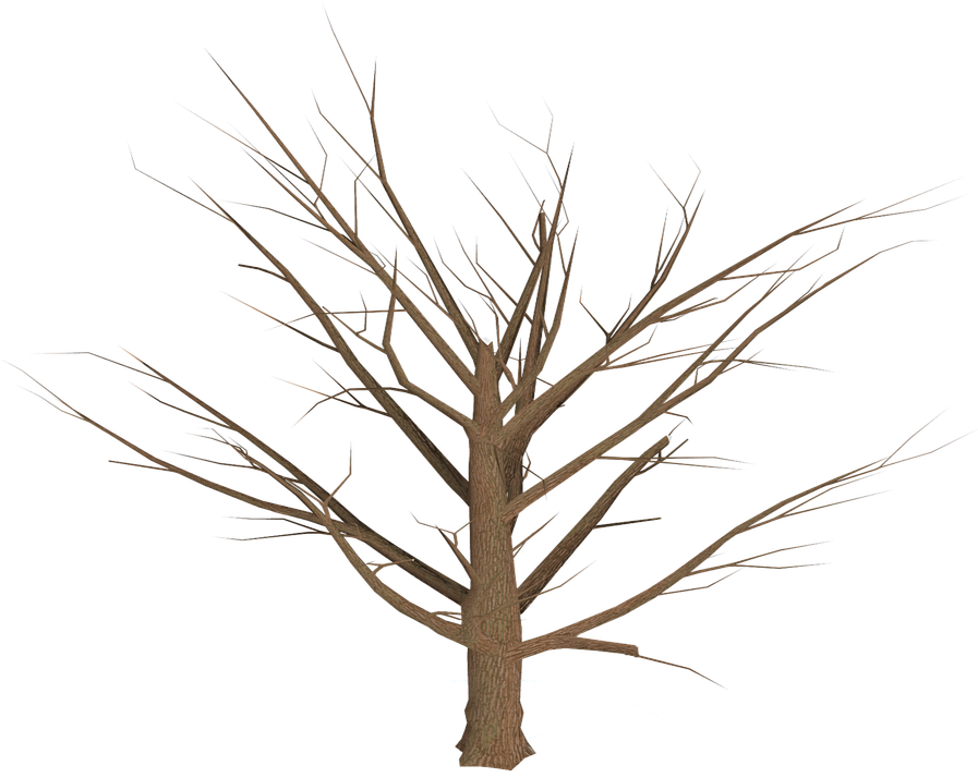 Bare Branches Dead Tree PNG image