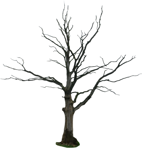 Bare Branches Dead Tree PNG image