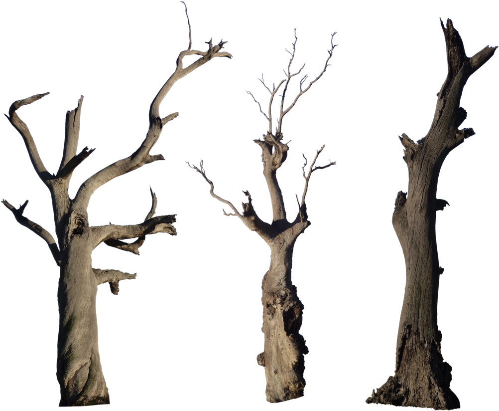Bare_ Dead_ Trees_ Against_ Sky PNG image