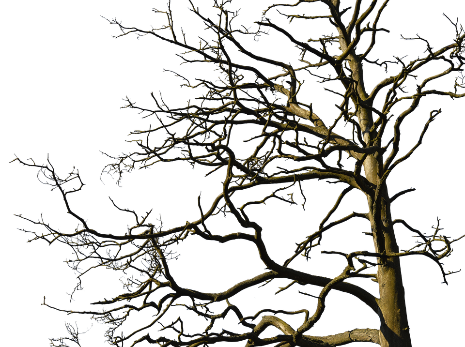 Bare Tree Against Blue Sky PNG image